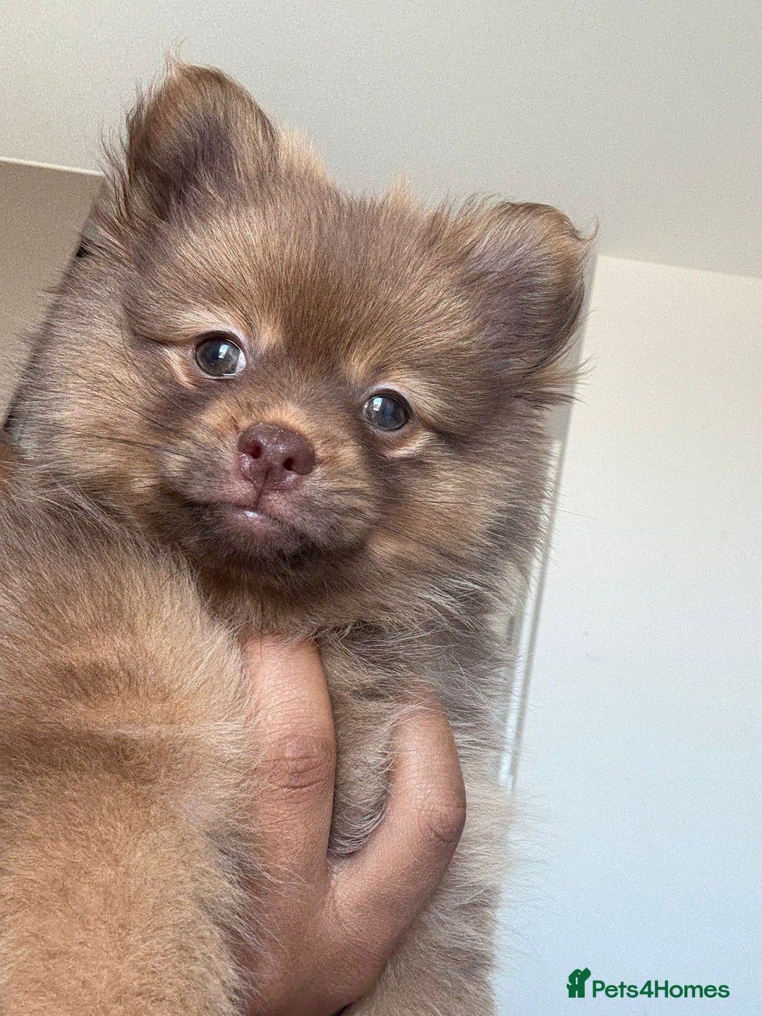 Pomeranian dogs for sale: POMERANIANS - Image 3