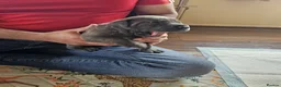 Mixed Breed dogs for sale: Cane Corso x Performance Mastiff   - Advert 34
