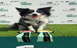 Border Collie dogs for sale: WINNING CRUFTS COMPETITORS. KC REG, HEALTH TESTED - Image 29