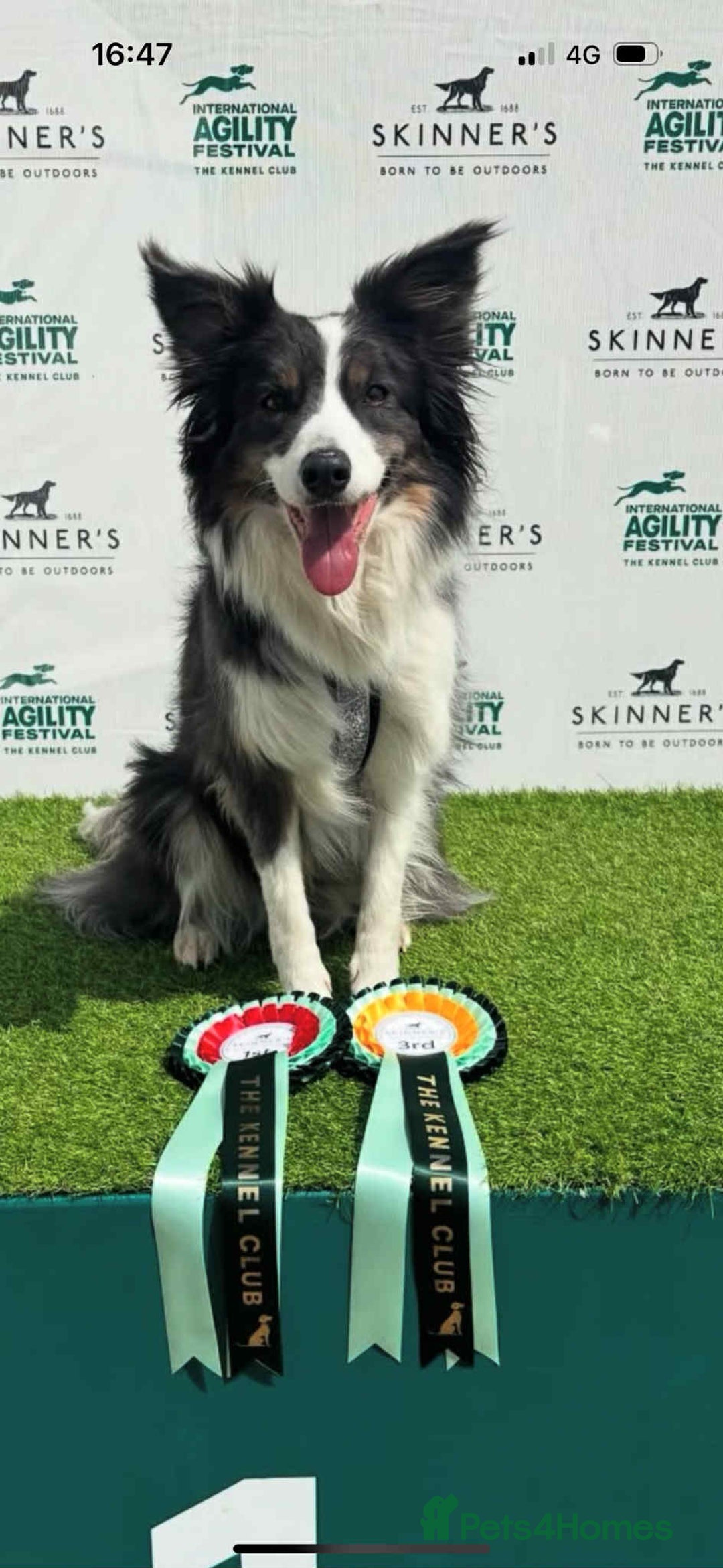 Border Collie dogs for sale: WINNING CRUFTS COMPETITORS. KC REG, HEALTH TESTED - Image 29