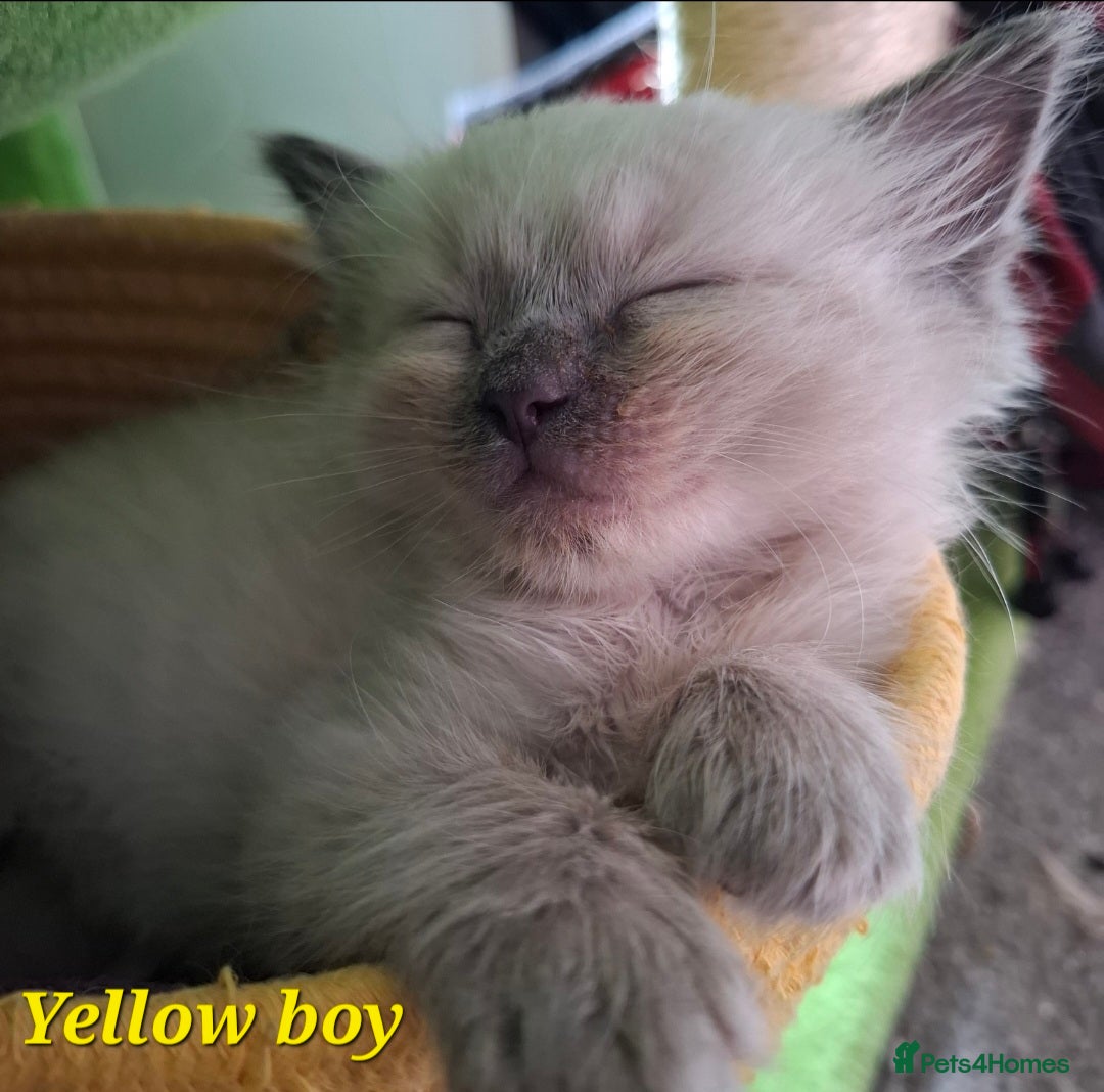 Ragdoll cats for sale: GCCF Gorgeous Pure Pedigree Ragdoll Kittens - Image 25