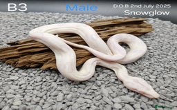 Boa Snake reptiles for sale: 2025 boa morphs - Image 8