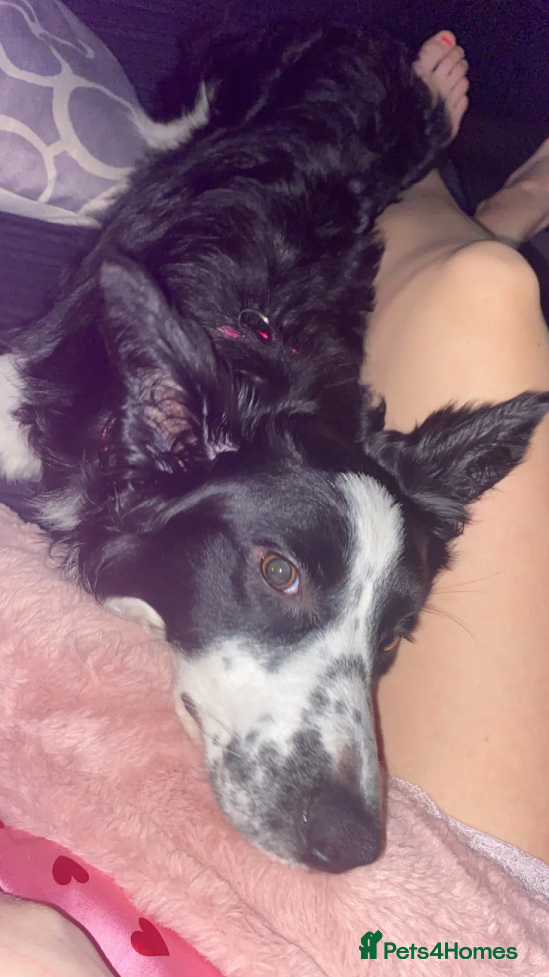 Border Collie dogs for sale: 8 month old female border collie  in Wallsend - Advert 2