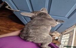 French Bulldog dogs for sale: Beautiful brindle french-bulldog girl left!  - Image 26