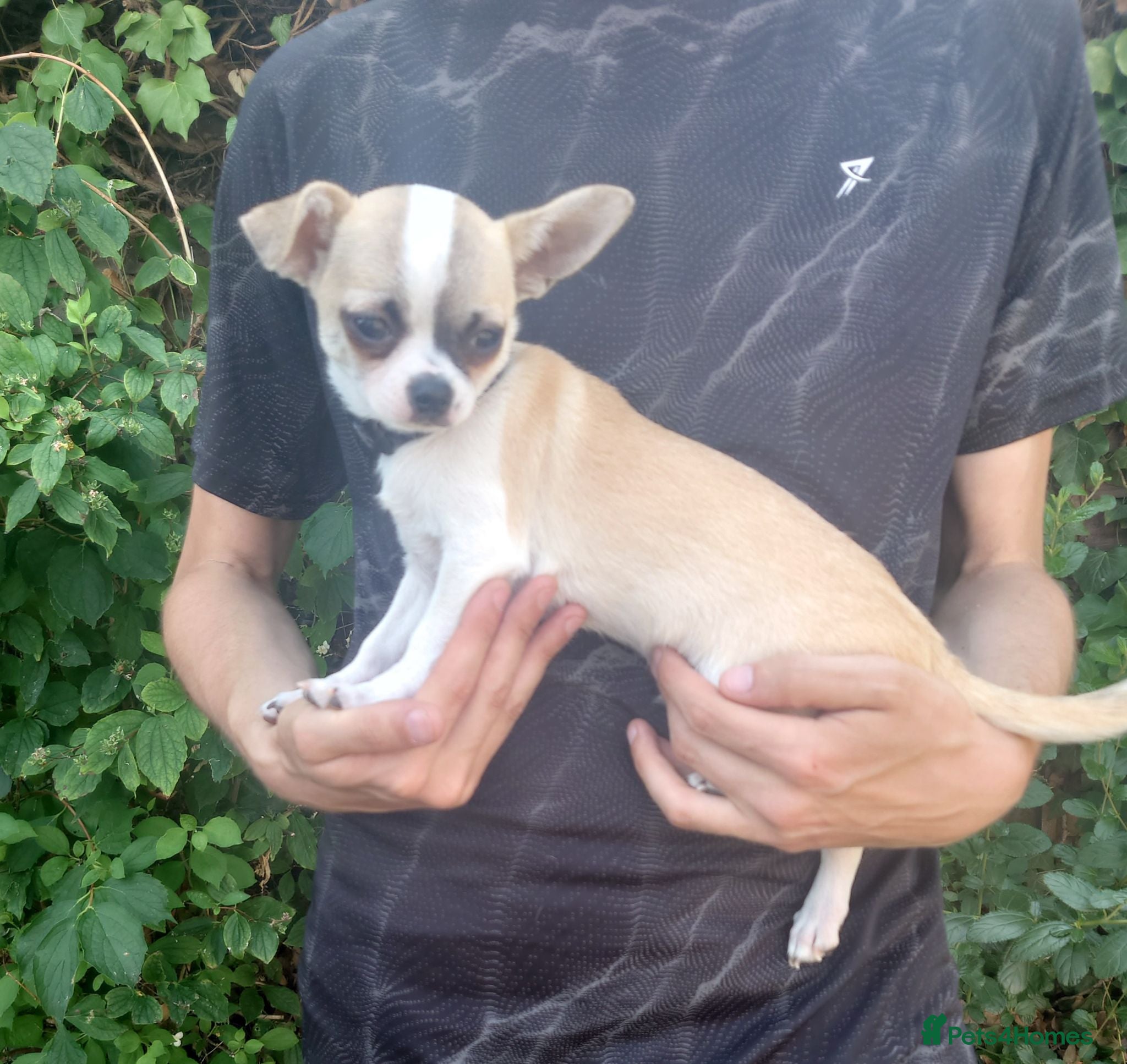 Chihuahua dogs Apple head chihuahua boy 17w  - Advert 1