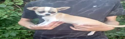 Chihuahua dogs for sale: Apple head chihuahua boy 17w  in Colchester - Advert 1