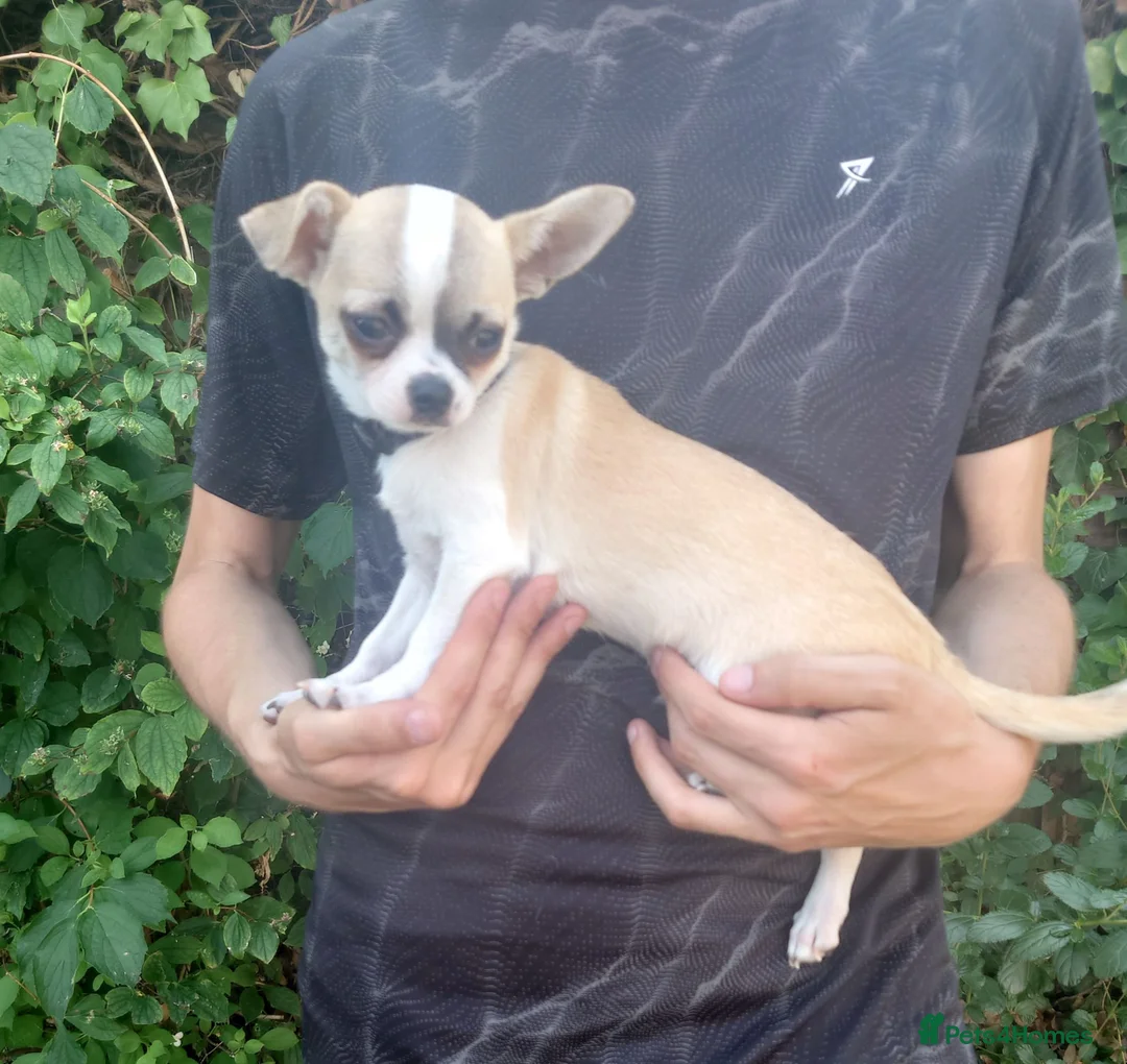 Chihuahua dogs for sale: Apple head chihuahua boy 17w  in Colchester - Advert 1