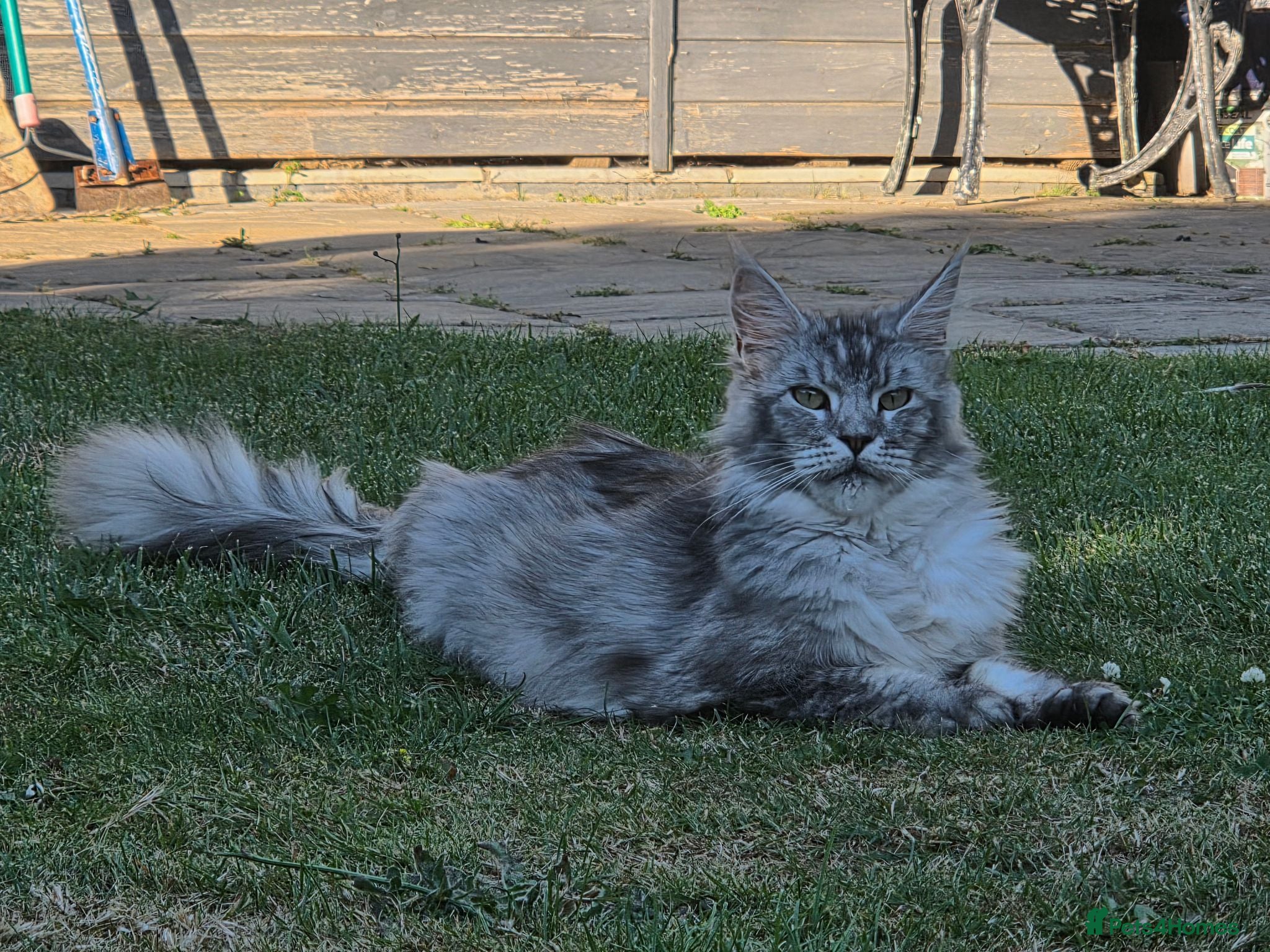 Maine Coon cats Maine Coon cross kitten ready to go - Advert 1
