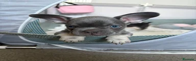 French Bulldog 3