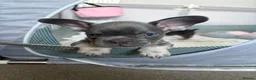 French Bulldog dogs for sale: KC Registered french bulldogs  - Advert 8