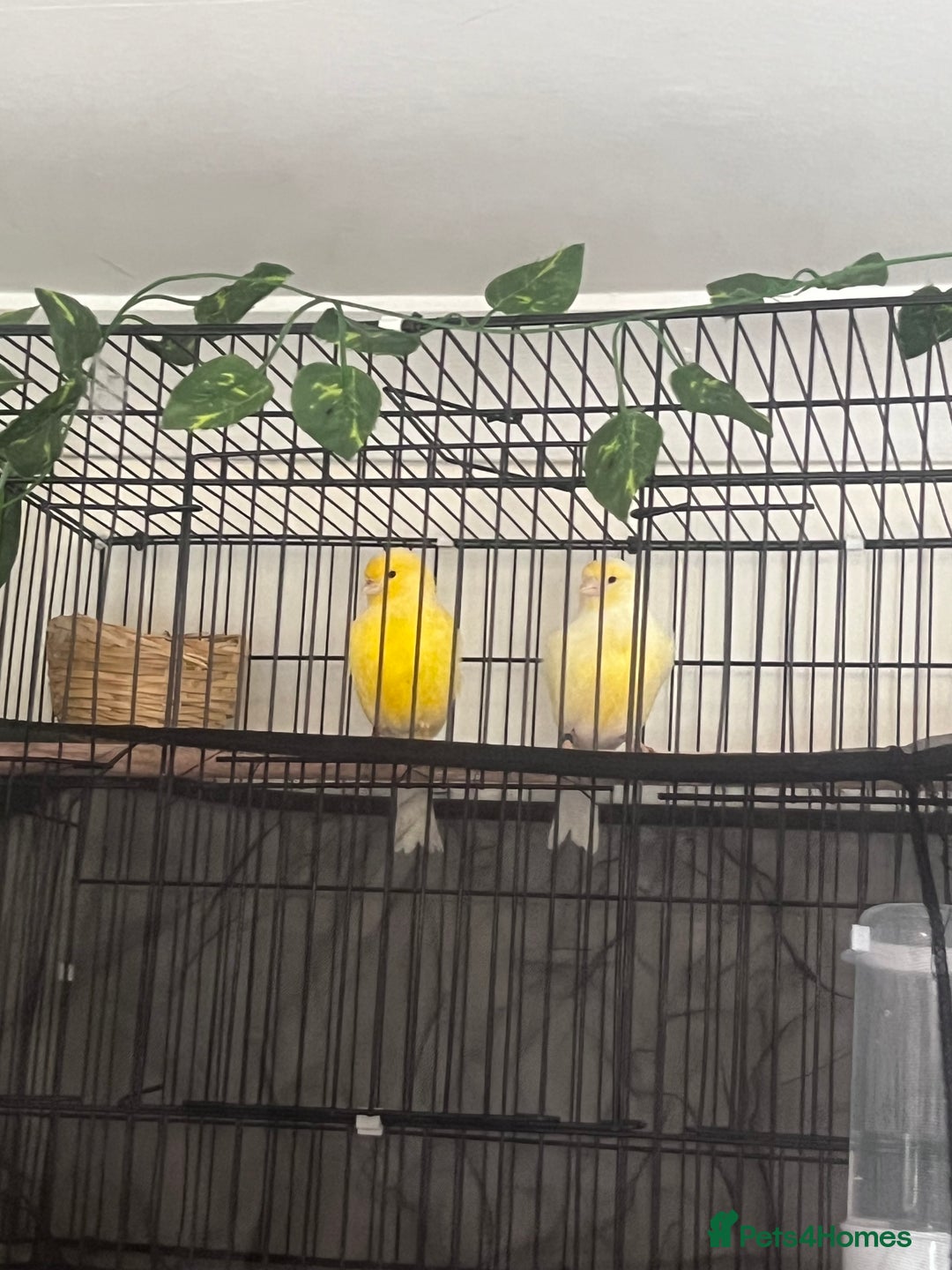 Canaries birds for sale: Canary pair for sale - Image 3