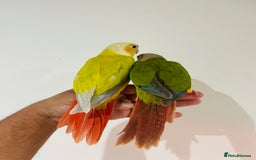Conures birds for sale: Hand reared conures for sale - Image 6