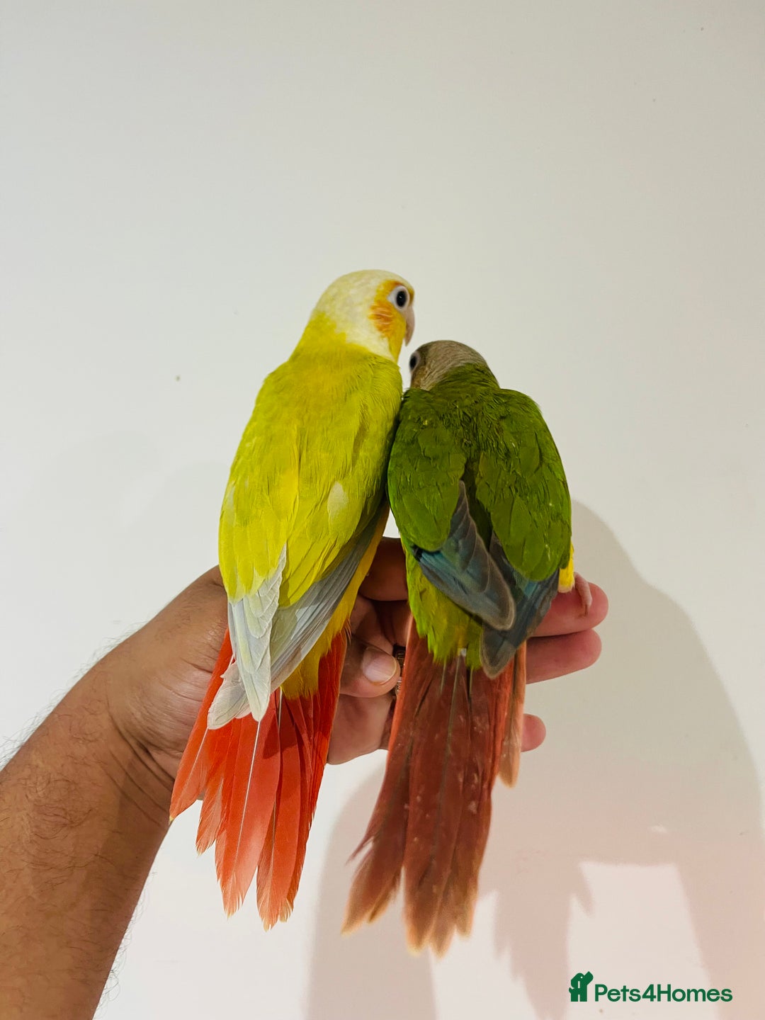 Conures birds for sale: Hand reared conures for sale - Image 6