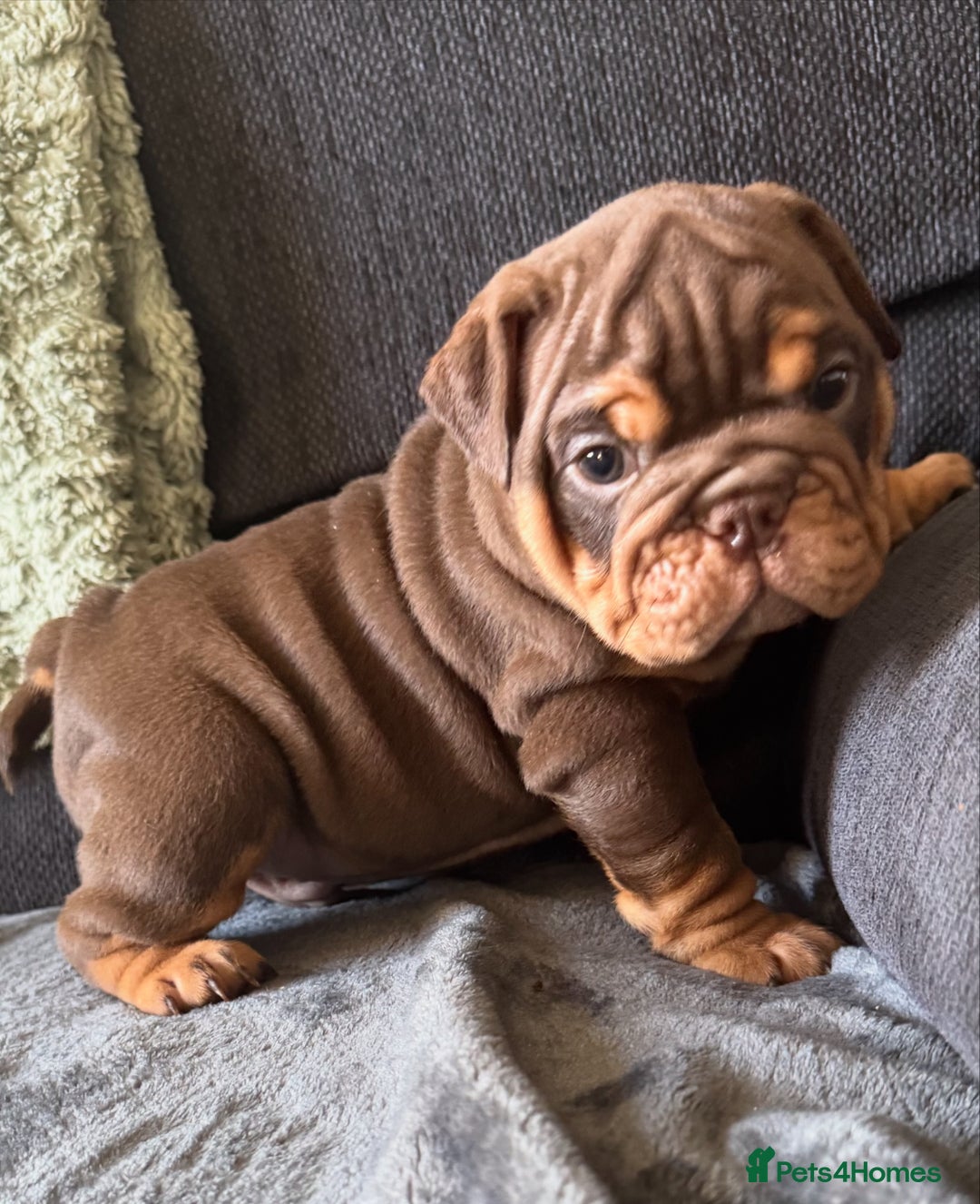 English Bulldog dogs for sale: English bulldog puppies - Image 26