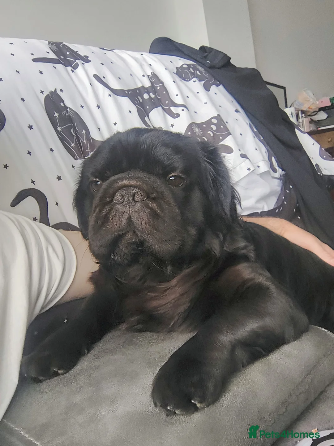 French Bulldog dogs for sale: 16 month old Fluffy Frenchie for rehoming - Advert 1