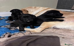 Mixed Breed dogs for sale: Boxador puppies for sale  - Image 9