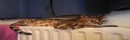 Bengal cats for sale: Bella, the Bengal in London - Advert 1