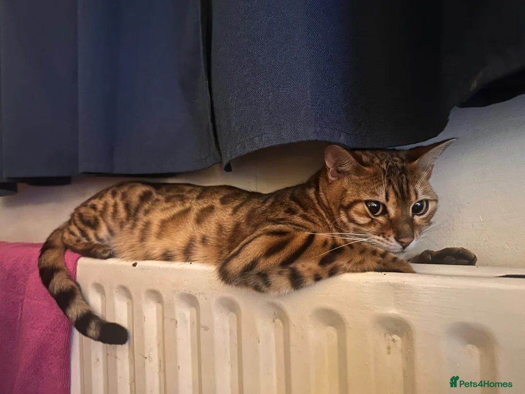 Bengal cats for sale: Bella, the Bengal in London - Advert 1