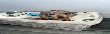 Dachshund 2