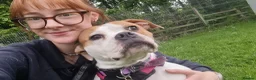 Boxer dogs for adoption: Skye  - Advert 5