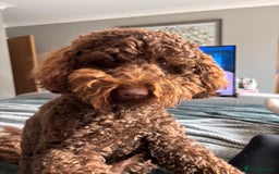 Labradoodle dogs for sale:  Mini toy labradoodle needing a new home  - Image 4