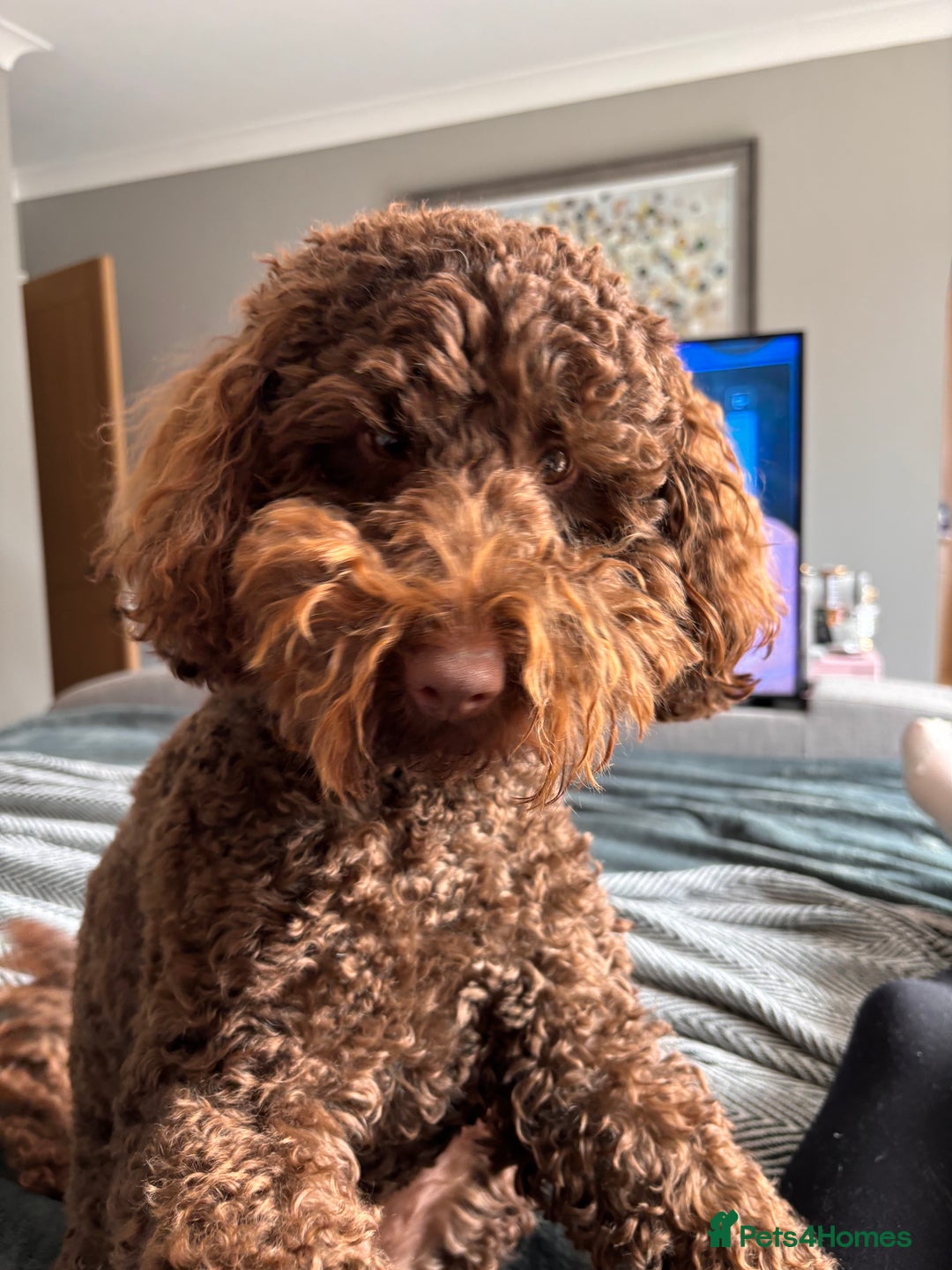 Labradoodle dogs for sale:  Mini toy labradoodle needing a new home  - Image 4