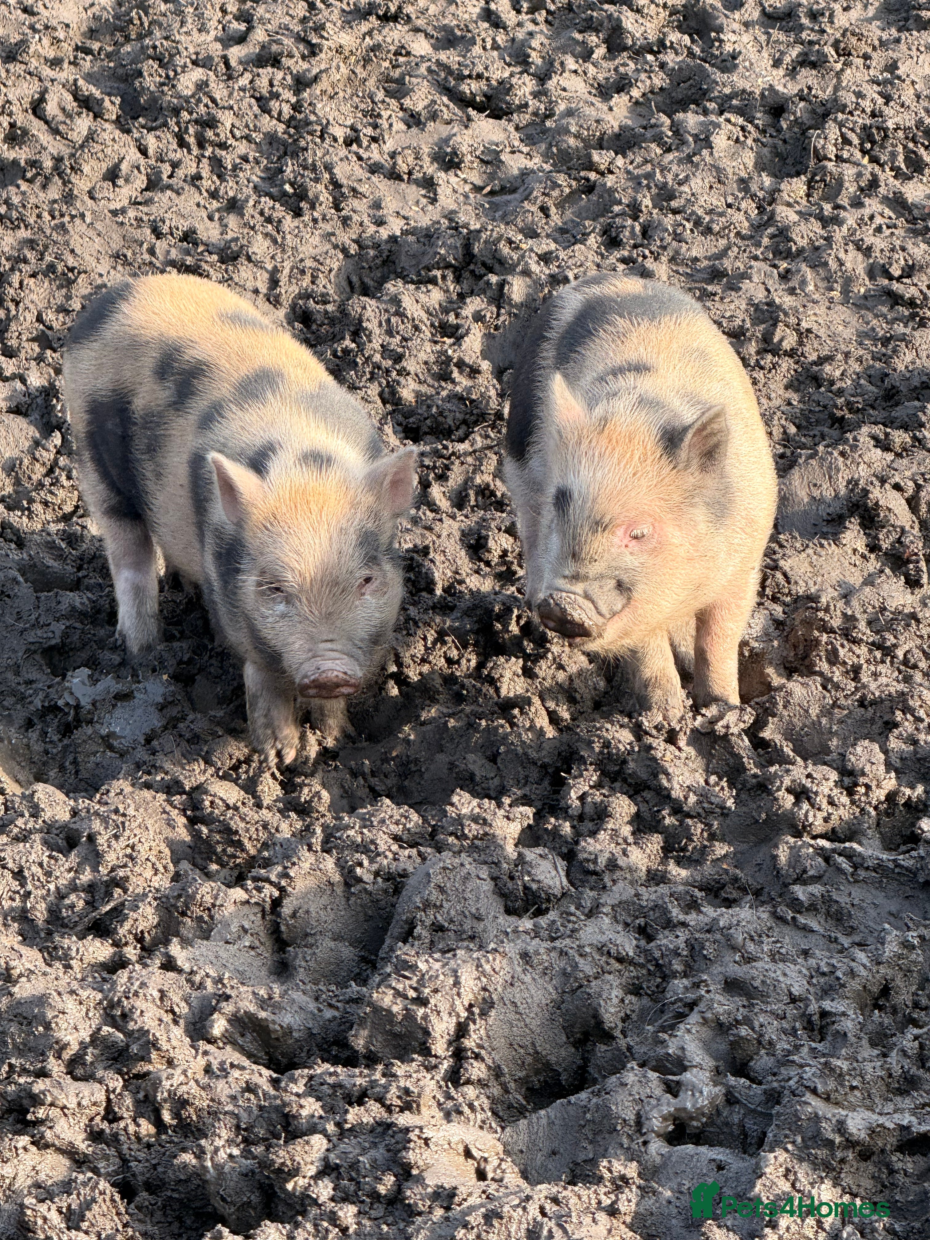 Pig livestock Small pigs  - Advert 4