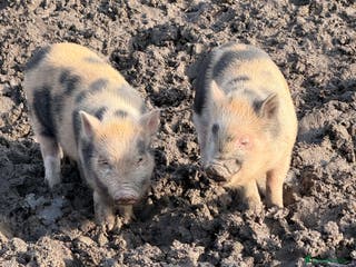 Pig livestock Small pigs - Advert 1