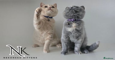 British Shorthair cats in Ilkeston - Advert 13