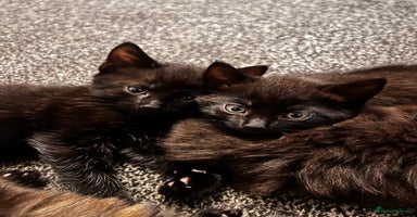 Mixed Breed cats - Advert 11
