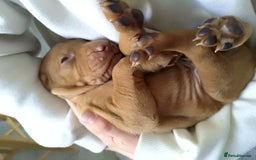 Hungarian Vizsla dogs for sale: 4 adorable Hungarian vizsla BOYS available - Image 34