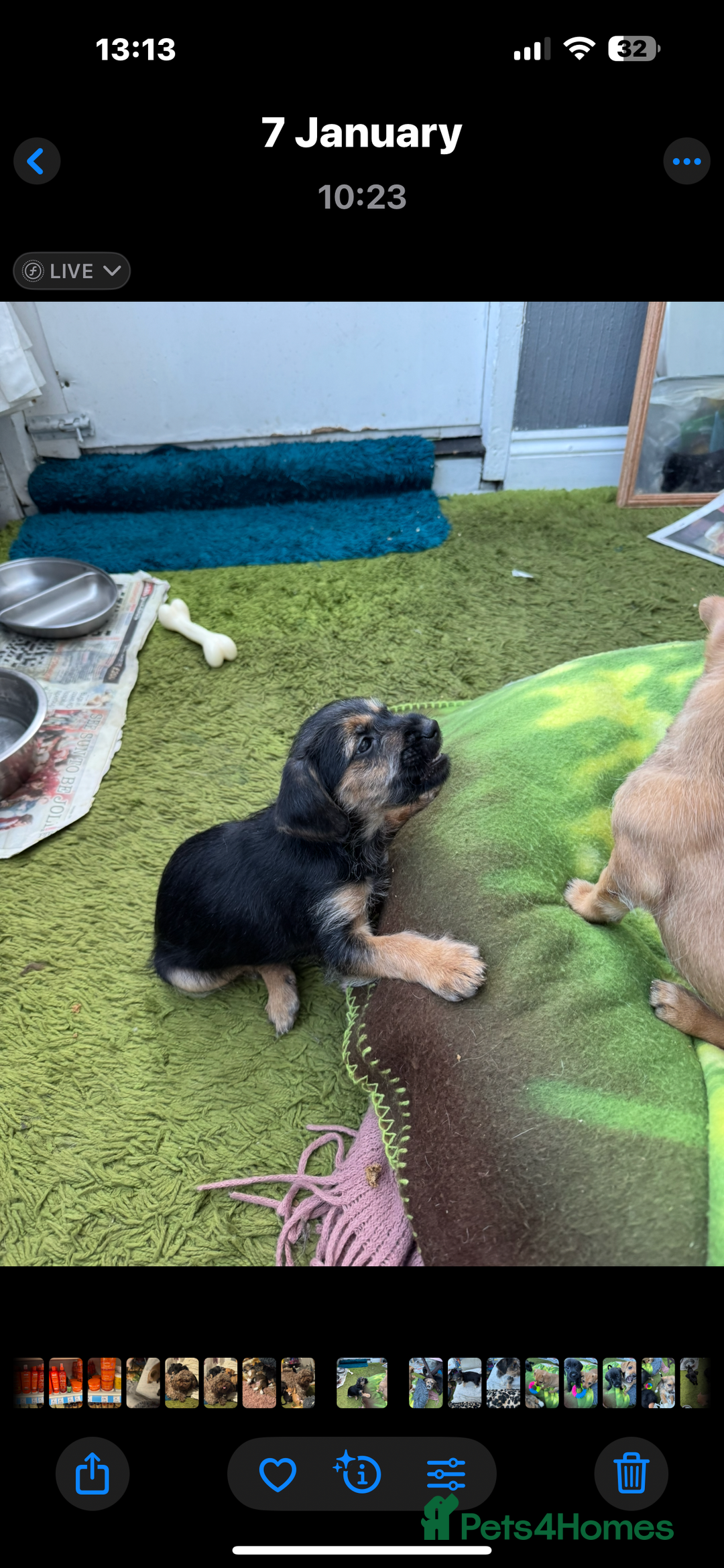 Mixed Breed dogs for sale: Shih-poo x Jack Russell Puppys - Advert 3