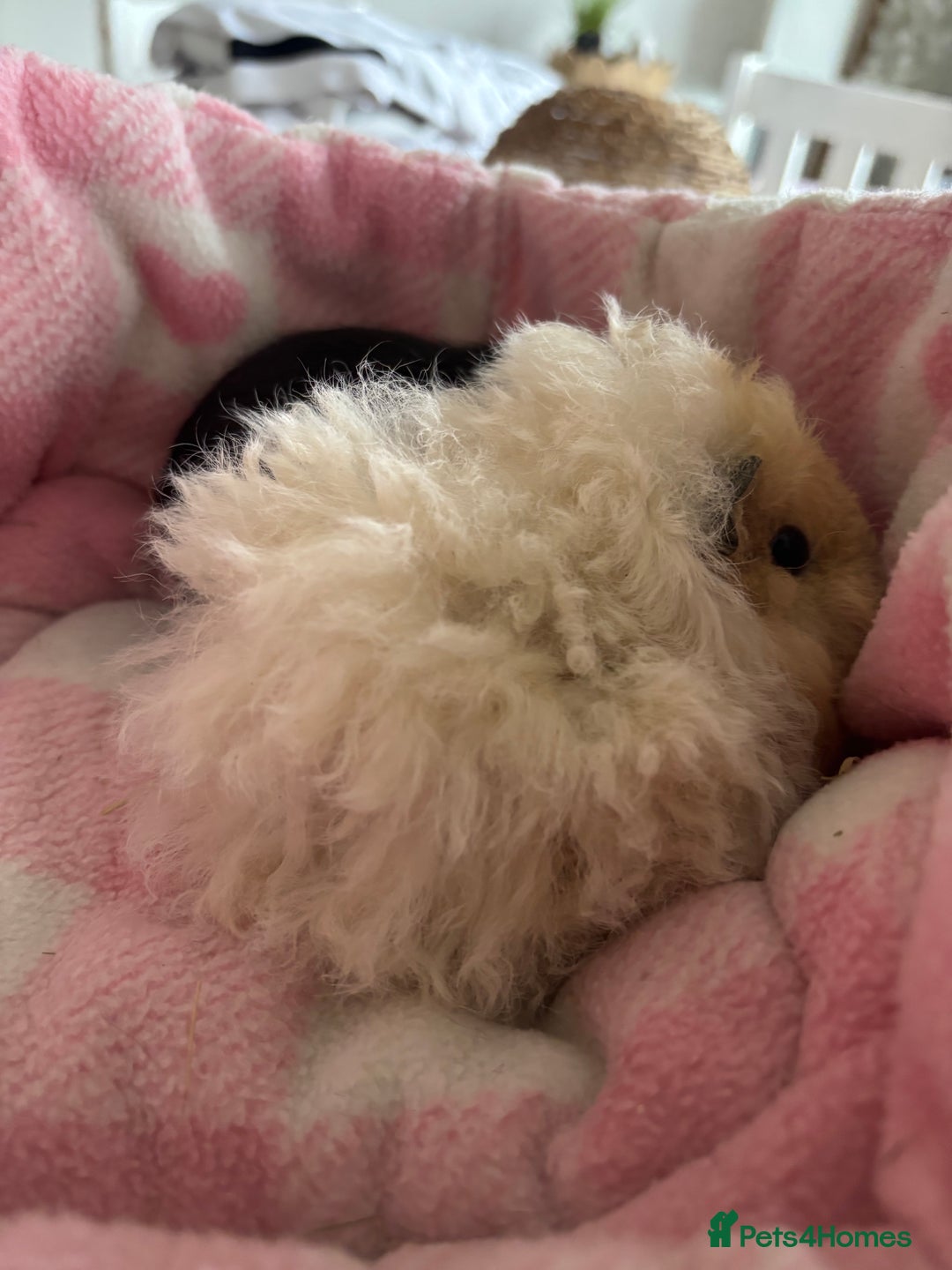 Guinea Pig rodents for sale: Alpaca sow  - Image 4