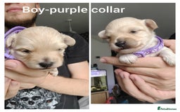 Maltipoo dogs for sale: F2 Mini Maltipoo, 4 boys - Image 2
