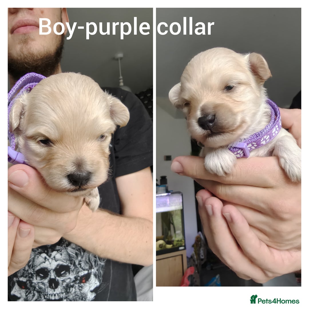 Maltipoo dogs for sale: F2 Mini Maltipoo, 4 boys - Image 2