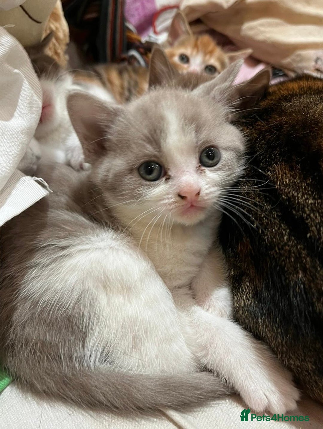 British Shorthair cats for sale: Exceptional kittens, unusual markings - Advert 7