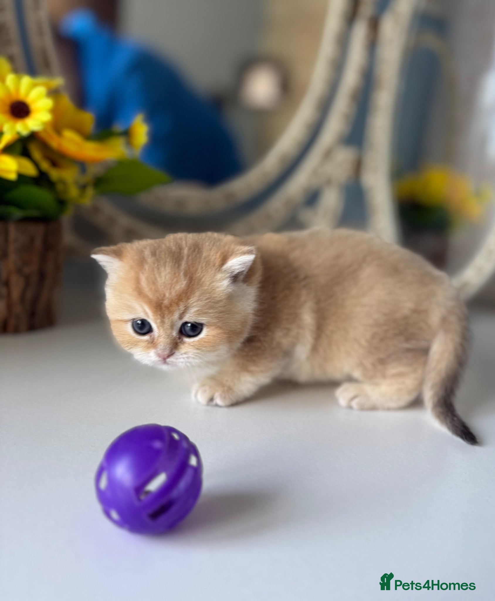 British Shorthair cats 🌟Adorable Golden Pure BSH kittens 🌟 - Advert 13