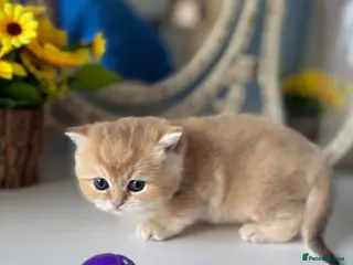 British Shorthair cats 🌟Adorable Golden Pure BSH kittens 🌟 - Advert 13