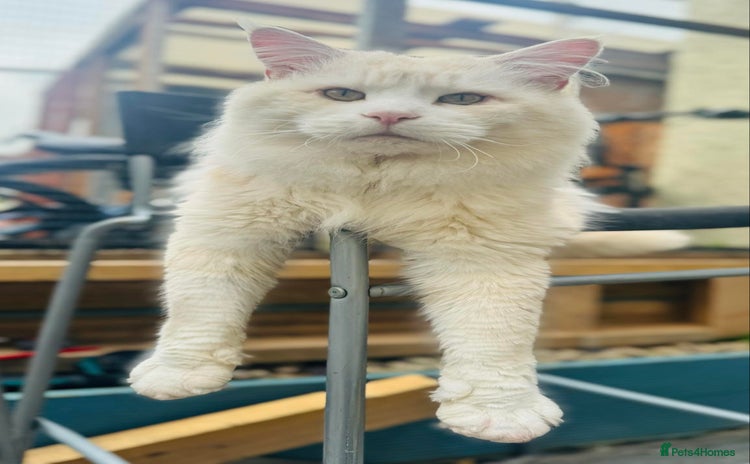Maine Coon cats for sale - Advert 2