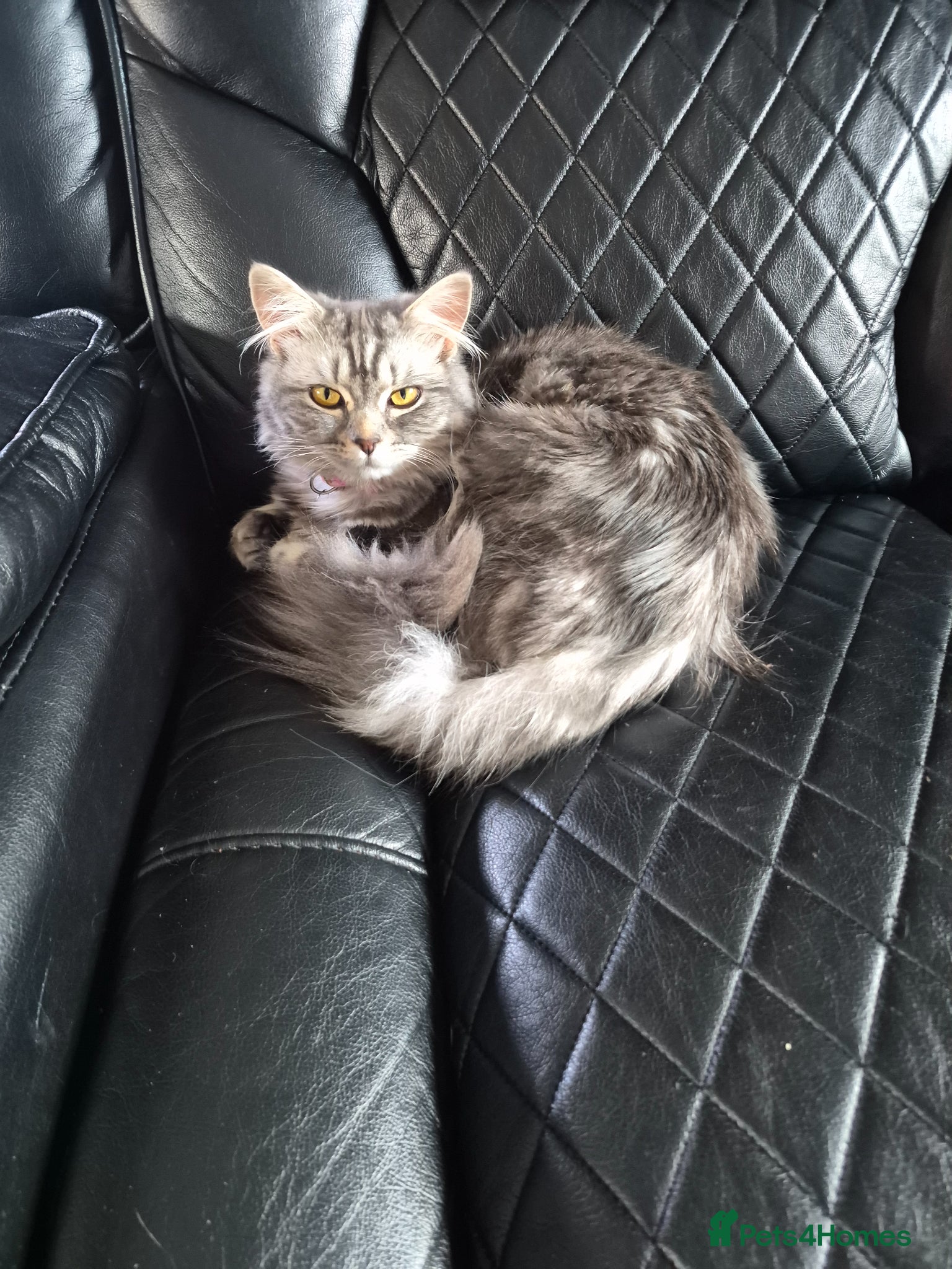 Mixed Breed cats Maincoon cross 8 month old female - Advert 6