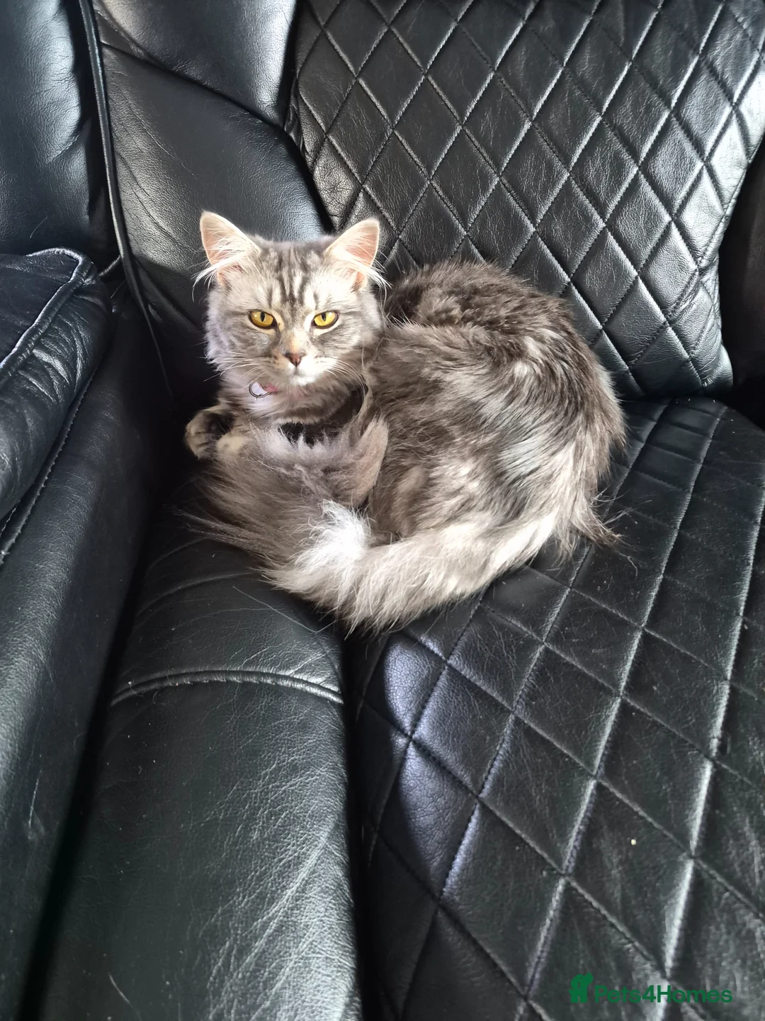 Mixed Breed cats for sale: Maincoon cross 8 month old female in Darlington - Advert 1