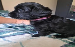Mixed Breed dogs for sale: 5 yorkiepoos - Image 2