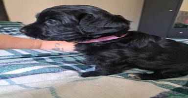 Mixed Breed dogs - Advert 10