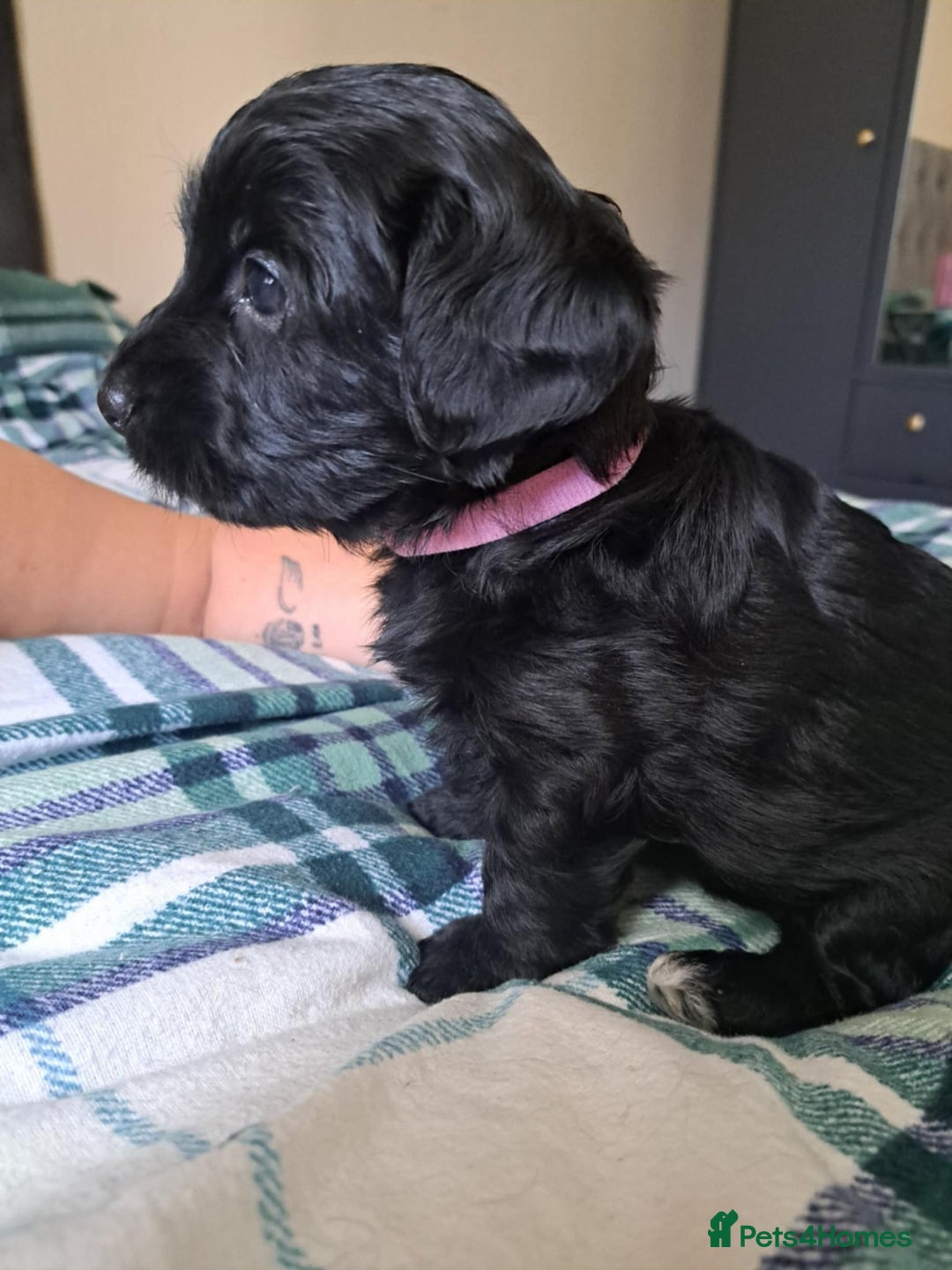 Mixed Breed dogs for sale: 5 yorkiepoos - Image 2