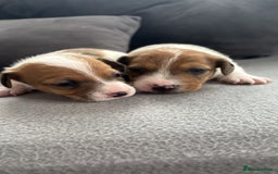 Jack Russell dogs for sale: Beautiful Jack russell puppies for sale  - Image 5