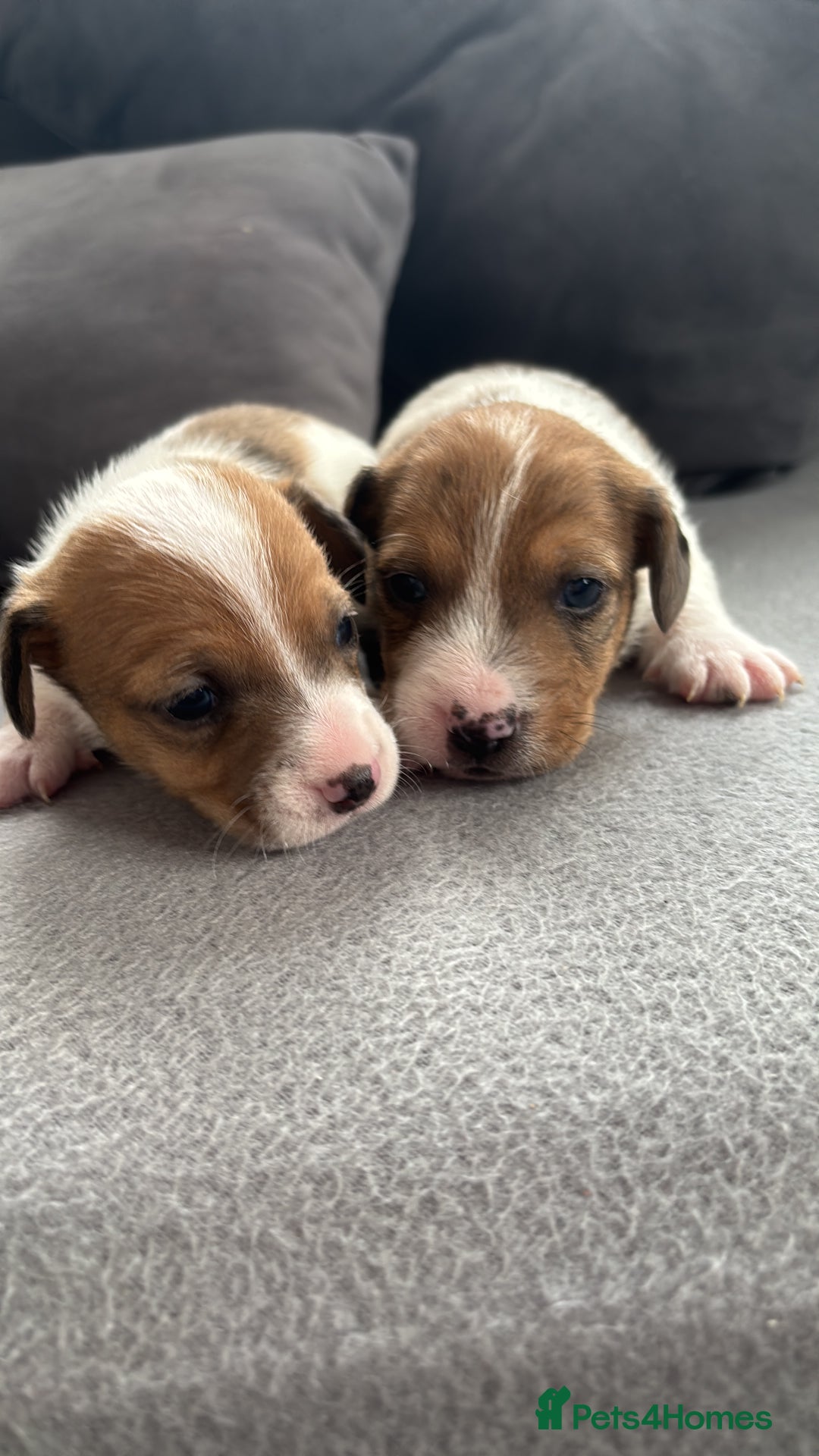 Jack Russell dogs for sale: Beautiful Jack russell puppies for sale  - Image 5