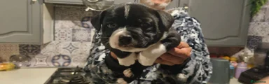 Staffordshire Bull Terrier 2