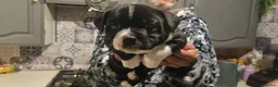 Staffordshire Bull Terrier dogs for sale: Staffordshire Bull Terrier Puppies For Sale - Advert 4