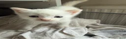 Domestic Shorthair cats for sale: Stunning Domestic Shorthair Kittens - Advert 18