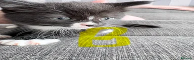 Mixed Breed Kitten 2